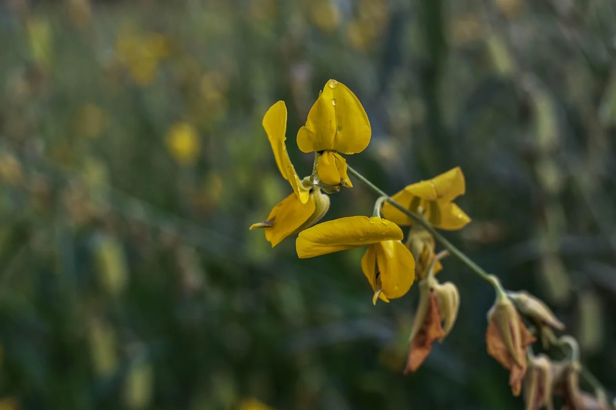 quelles sont les fleurs jaunes